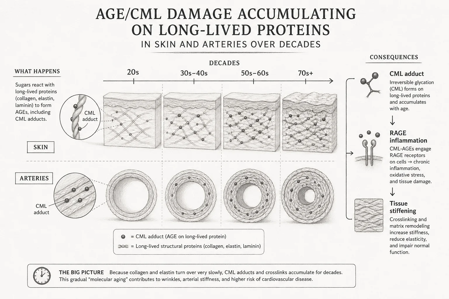 Diagram showing CML adducts accumulating on long-lived proteins in skin and arteries, triggering RAGE-mediated inflammation