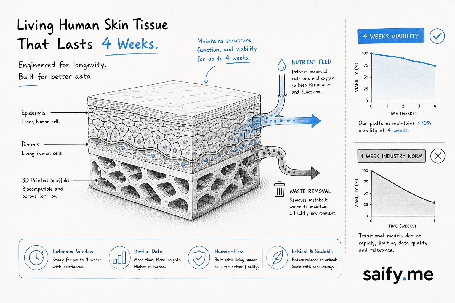 Living human skin on 3D scaffold with four-week viability compared to one-week industry norm