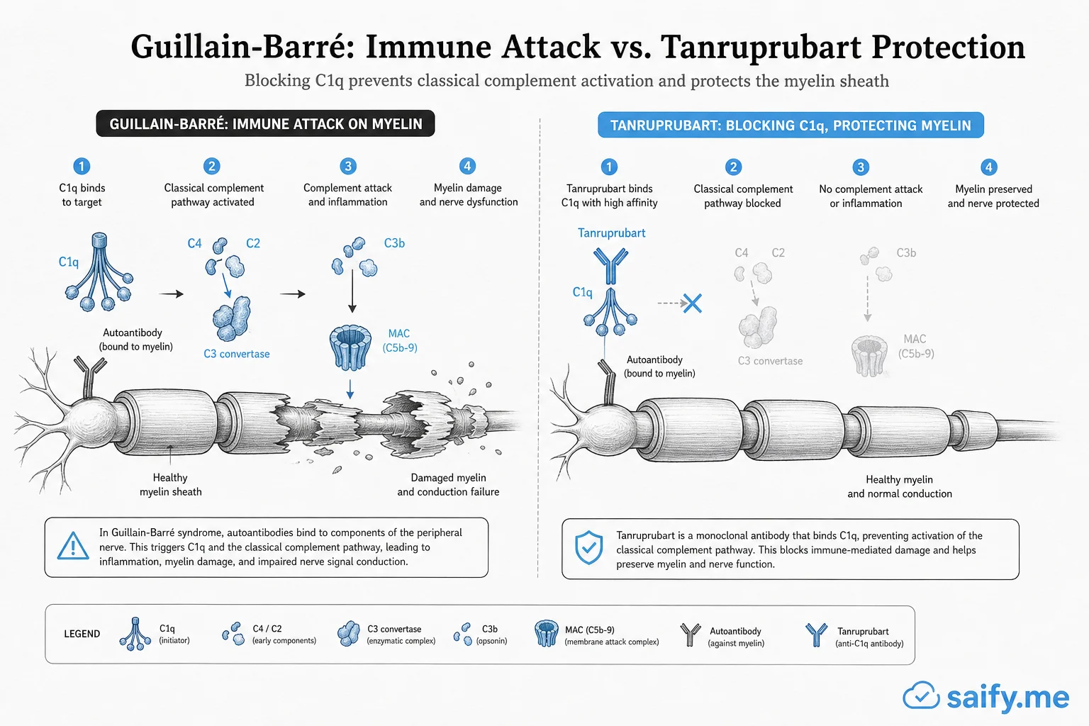 Medical diagram comparing Guillain-Barré nerve myelin attack with tanruprubart blocking C1q classical complement pathway
